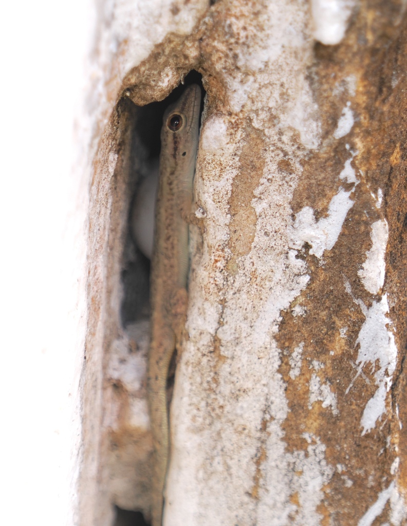 Grote’s Dwarf Gecko
