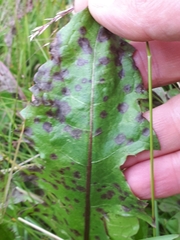 Ramularia inaequalis