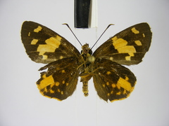 Apallaga fulgens montanus