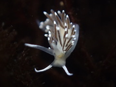 Cuthonella cocoachroma