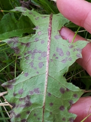 Ramularia inaequalis