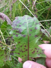 Ramularia inaequalis