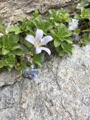 Campanula cenisia