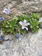 Campanula cenisia