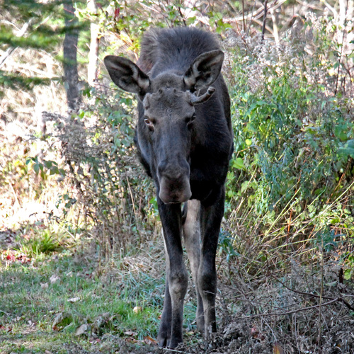 Eastern Moose photographed in New Hampshire