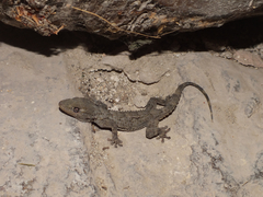 Tarentola mauritanica