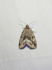 Protodeltote muscosula