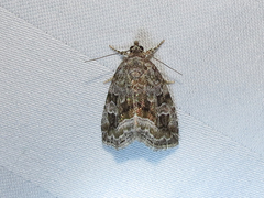 Protodeltote muscosula