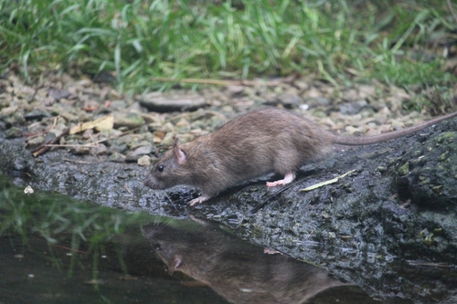 Rattus norvegicus