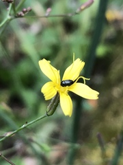 Brassicogethes aeneus