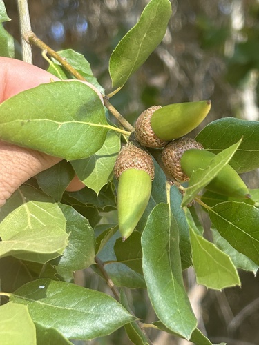 Coast Live × Interior Live Oak