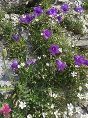 Campanula alpestris