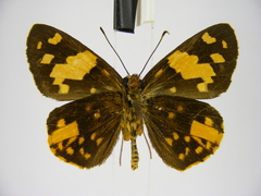 Apallaga fulgens montanus