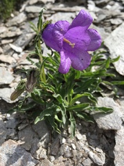 Campanula alpestris