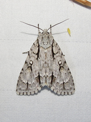 Acronicta hasta