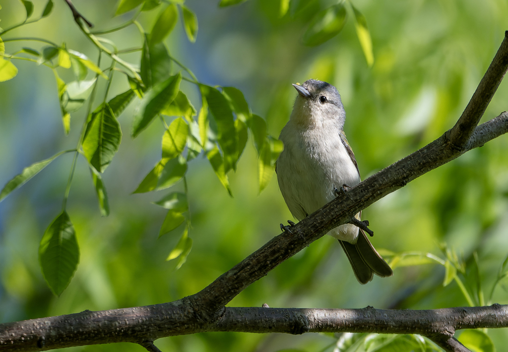 Chestnut-vented Conebill