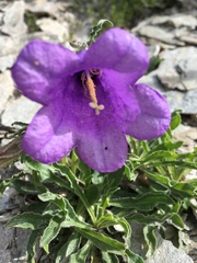 Campanula alpestris