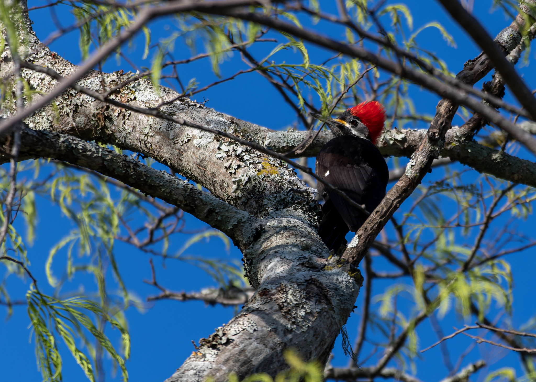Black-bodied Woodpecker (Dryocopus schulzii), photo 7