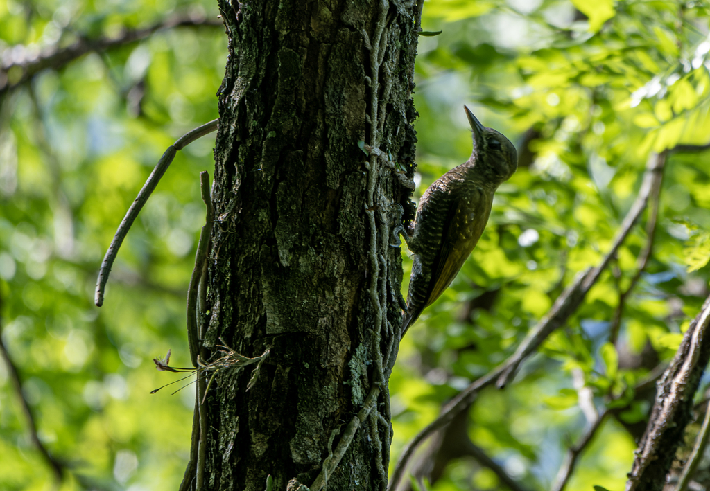 Little Woodpecker