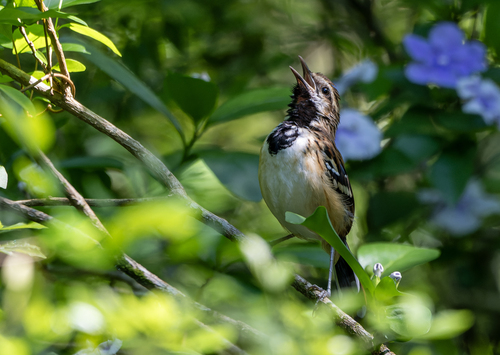 Stripe-backed Antbird