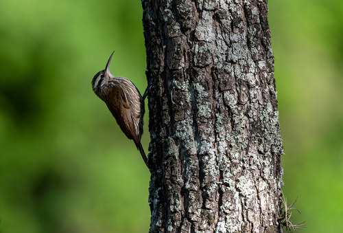 Narrow-billed Woodcreeper