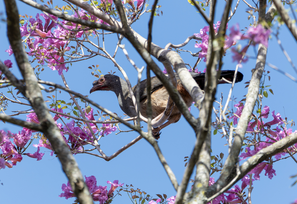 Chaco Chachalaca
