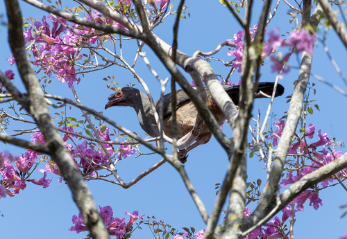 Chaco Chachalaca