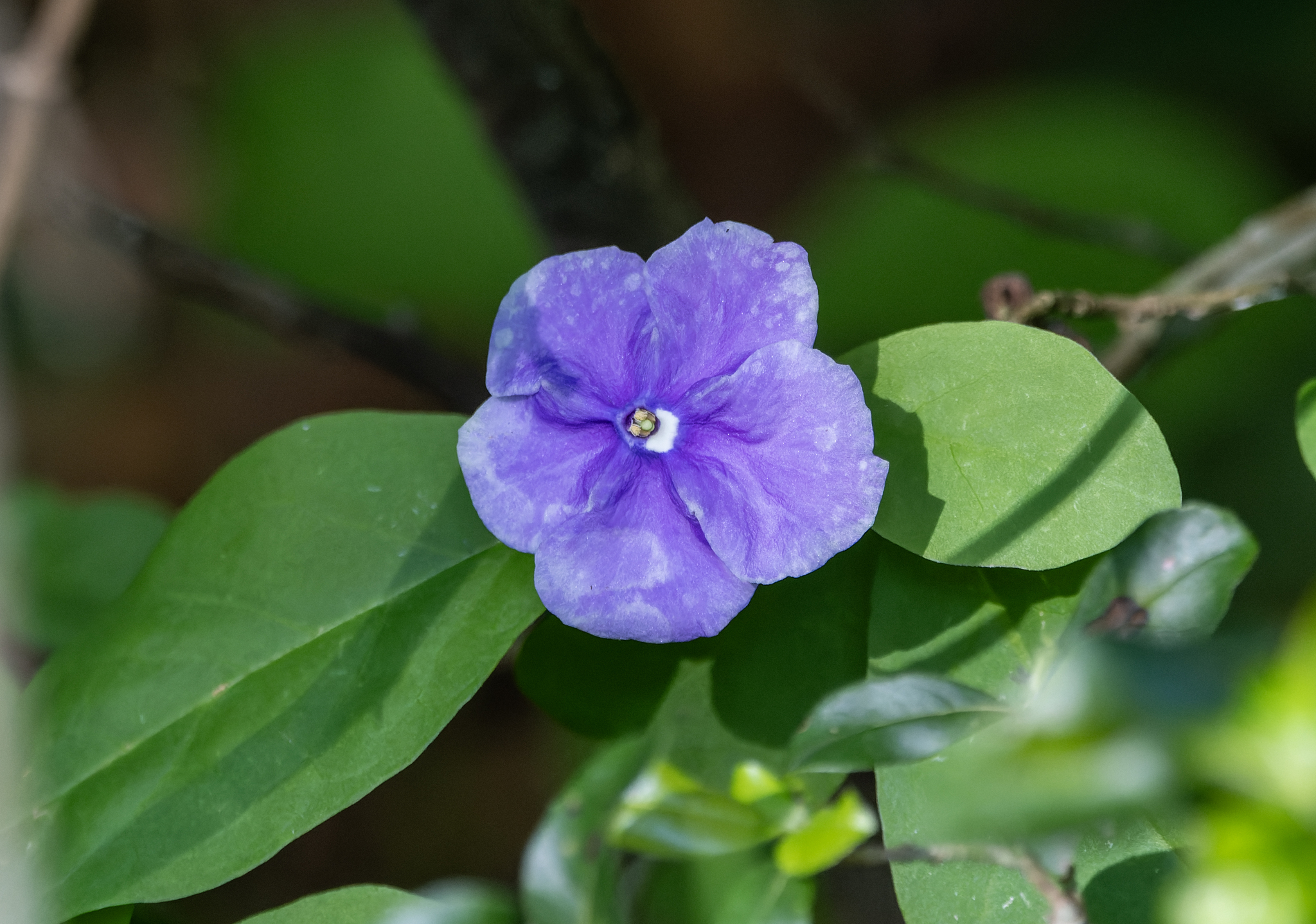 Brunfelsia Australis (Brunfelsia australis)