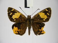 Apallaga fulgens montanus