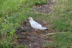 Columba livia domestica