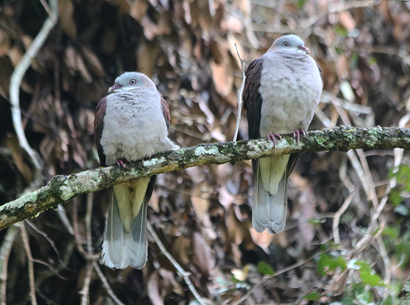 Mountain Imperial Pigeon