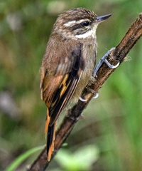 Plain Xenops photo 2
