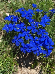 Gentiana brachyphylla brachyphylla