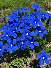 Gentiana brachyphylla brachyphylla