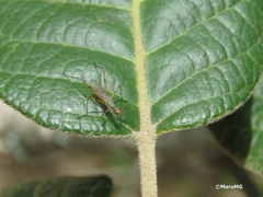 Micropeza stigmatica