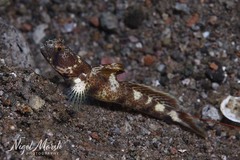 Monster Shrimpgoby photo 2
