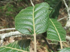 Micropeza stigmatica