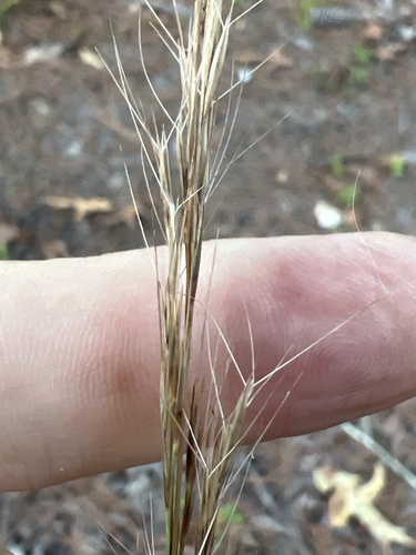 big three-awn (Aristida condensata)