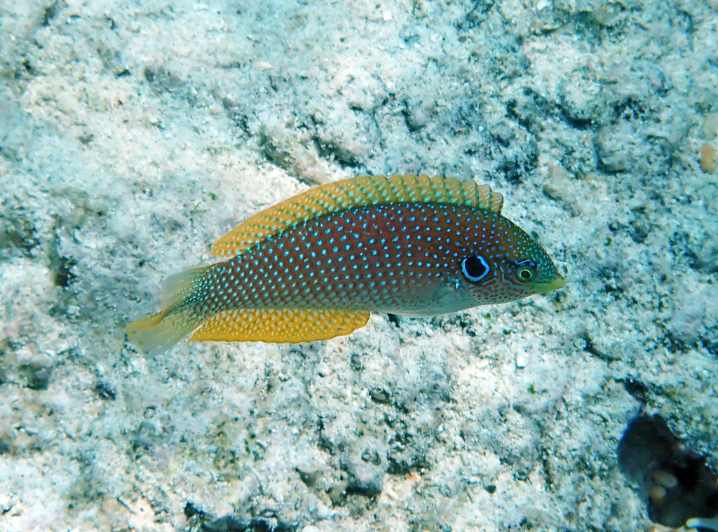Black leopard wrasse (Macropharyngodon kuiteri) — Labridae