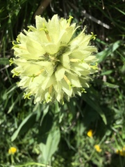 Campanula thyrsoides