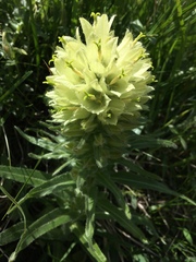 Campanula thyrsoides
