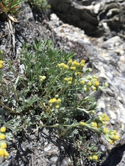 Artemisia umbelliformis