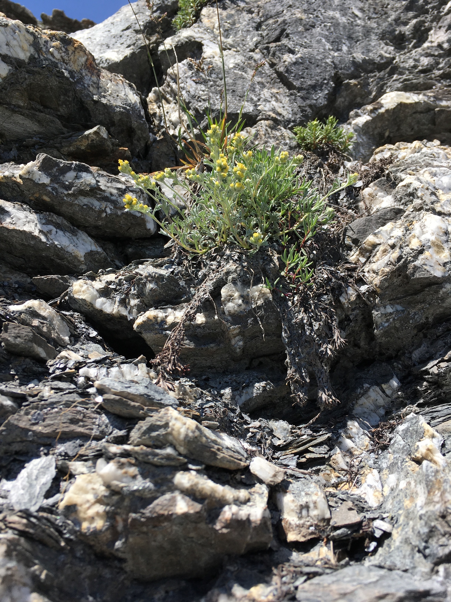 Artemisia umbelliformis