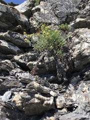 Artemisia umbelliformis