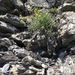 Artemisia umbelliformis - Photo (c) mario bianco prevot,  זכויות יוצרים חלקיות (CC BY-NC), הועלה על ידי mario bianco prevot