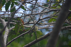 Myiopagis gaimardii