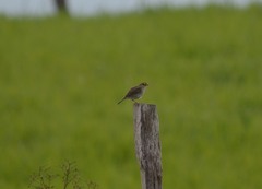 Ammodramus aurifrons