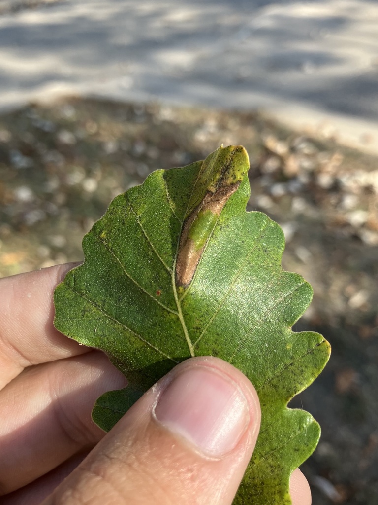 Phyllonorycter hagenii