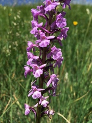 Gymnadenia