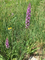 Gymnadenia